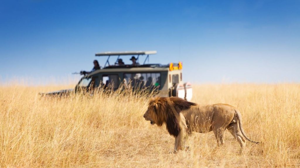 Animal Safari Photo Essay Tour from Africa Iconic Parks