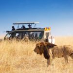 Animal Safari Photo Essay Tour from Africa Iconic Parks